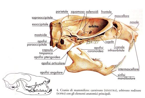 Il cranio degli animali